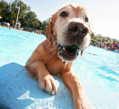 A golden retriever at the side of a swimming pool
