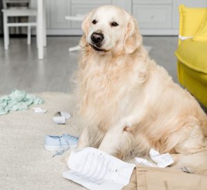 A golden retriever in a messy room
