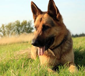 A GSD in a field (part of our guide to the best collar for German Shepherd)