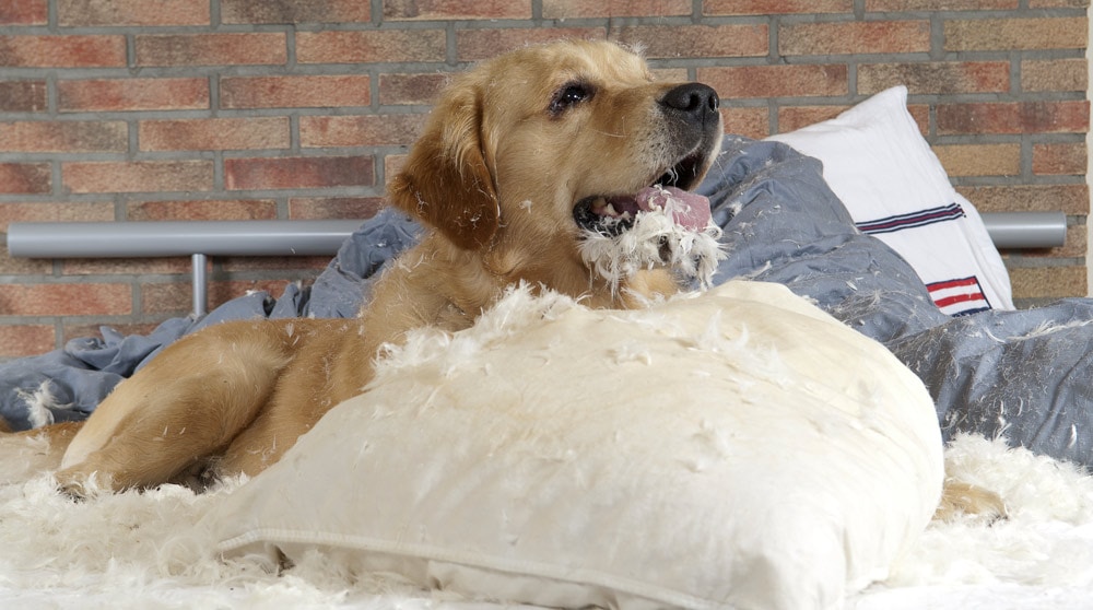 A dog chewing up a bed