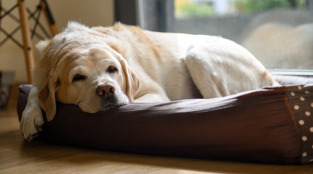 Read our guide to the best dog beds