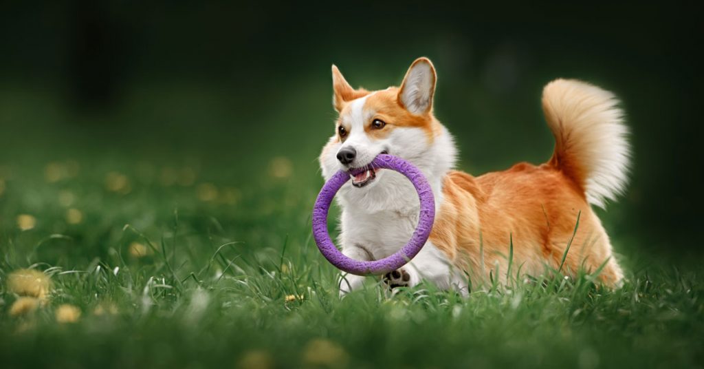 A guide to dog exercise