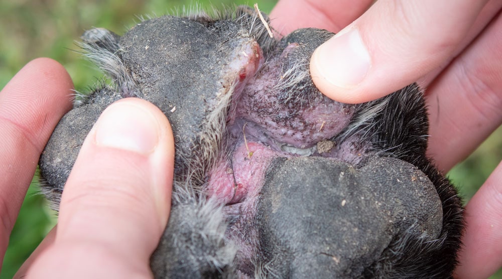 Canine atopic dermatitis