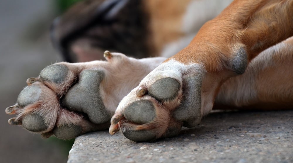 How to care for a dog's paws