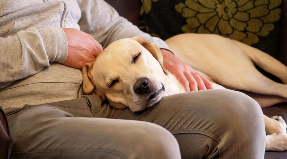 A dog with its head on its owner