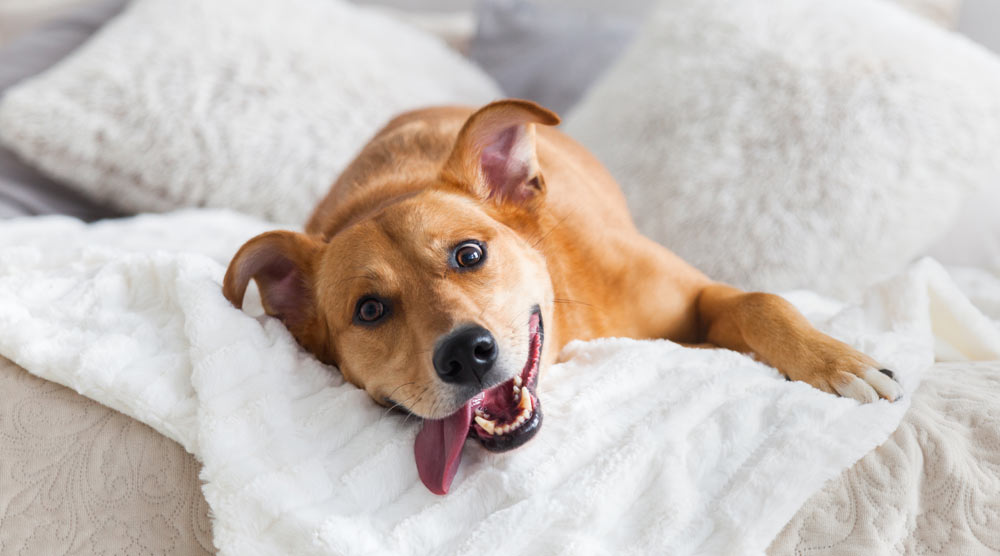 A dog waking up on a bed