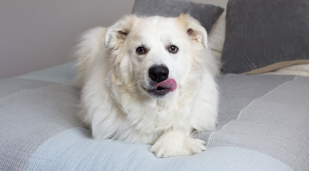 A dog licking his bed