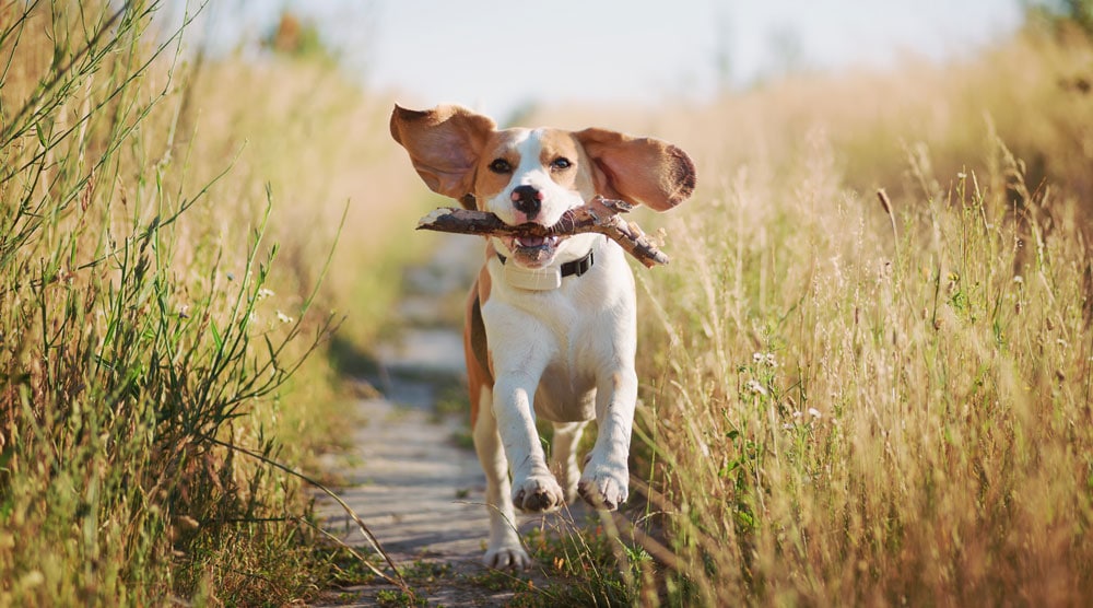 A dog running in a field