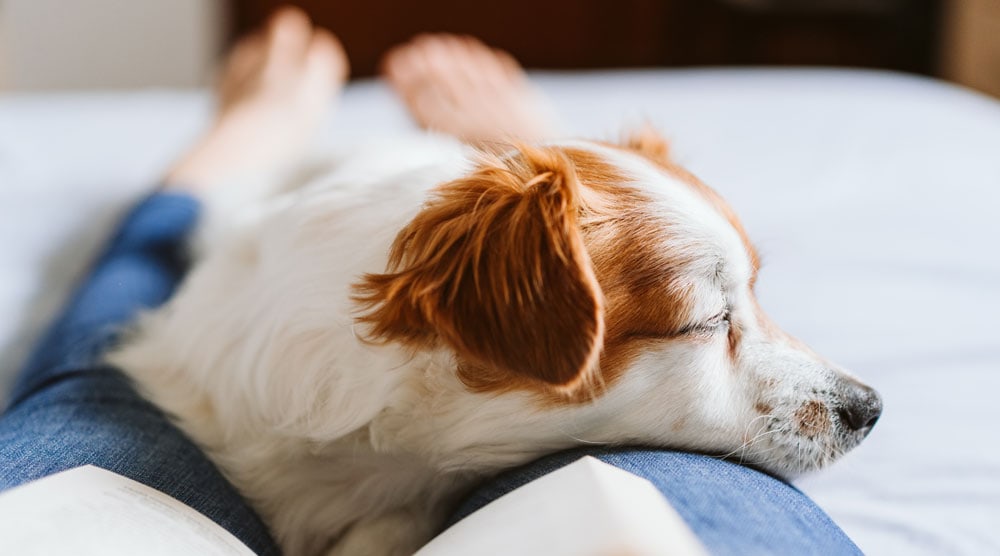 A dog sleeping with owner