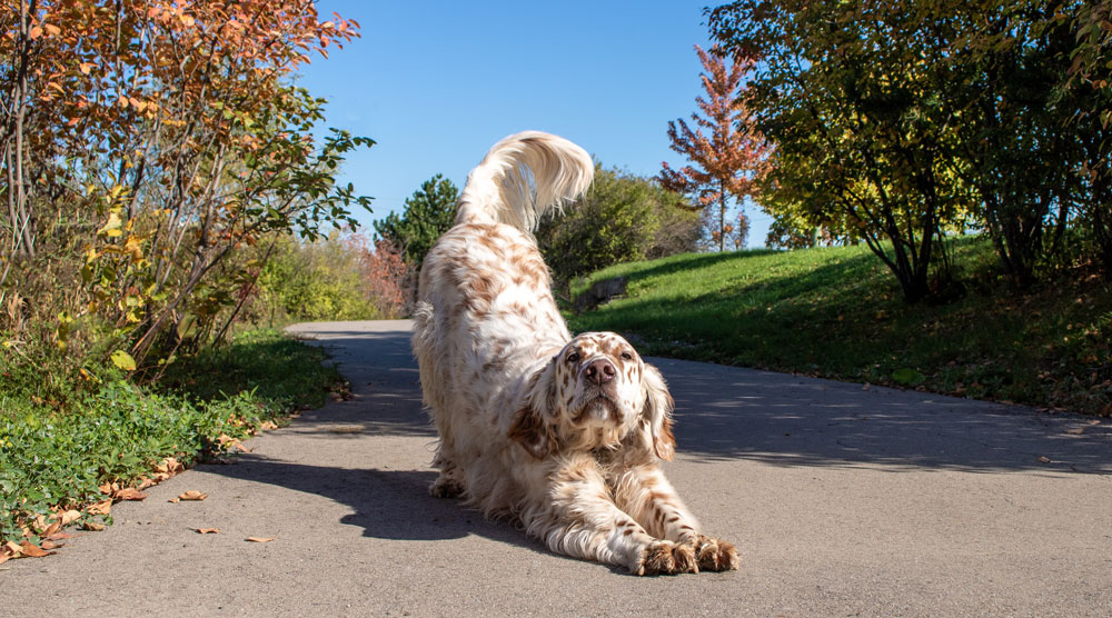 A dog stretching outdoors