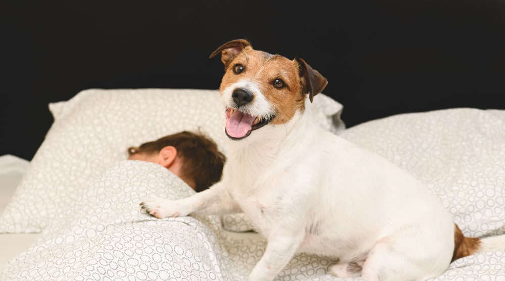 A dog waking its owner