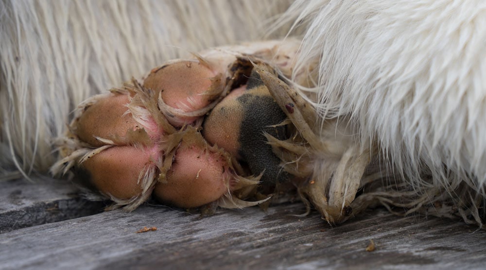 Why Are My Dog's Paws Pink?