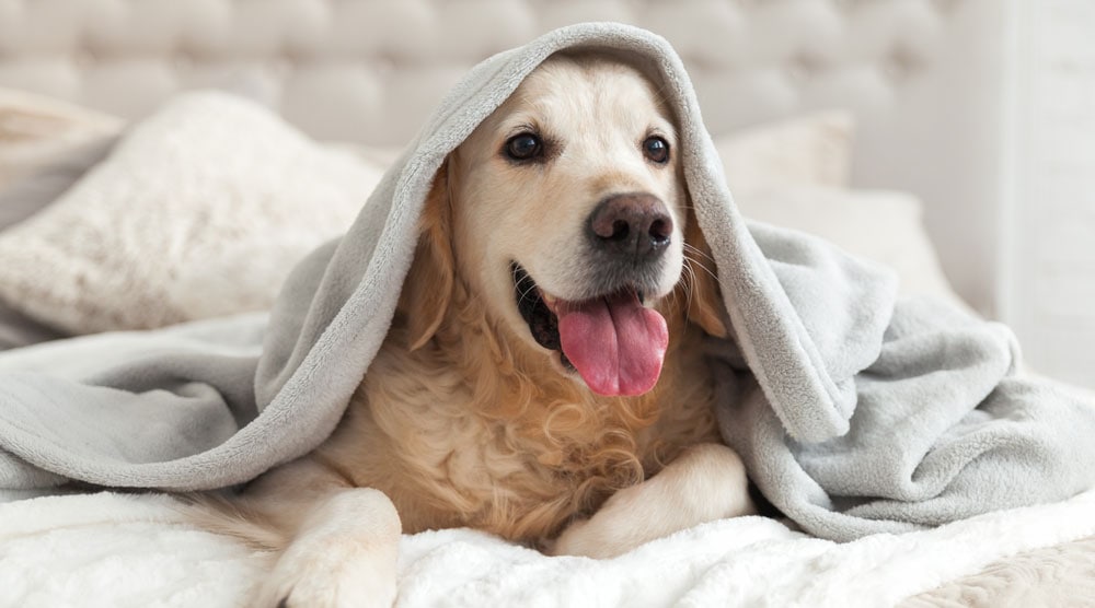 Why Does My Dog Lick the Blanket?