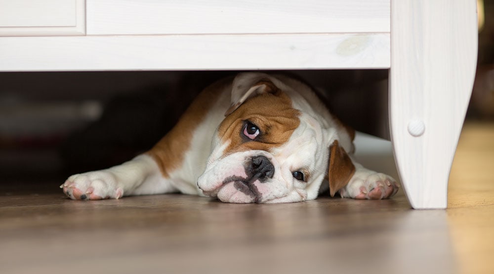 Why Does My Dog Sleep Under My Bed?