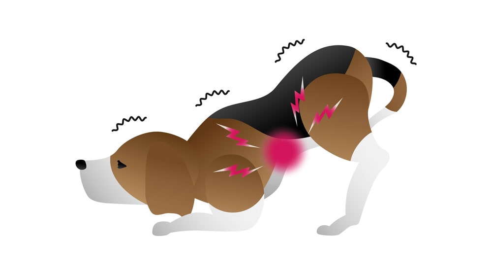 A diagram of a dog in the prayer stretch position