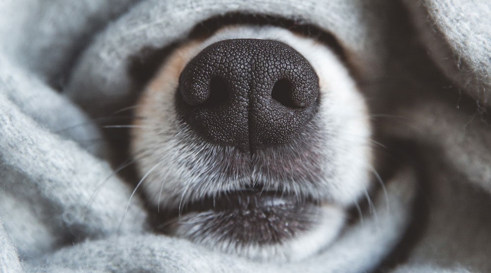 A dog covering its nose