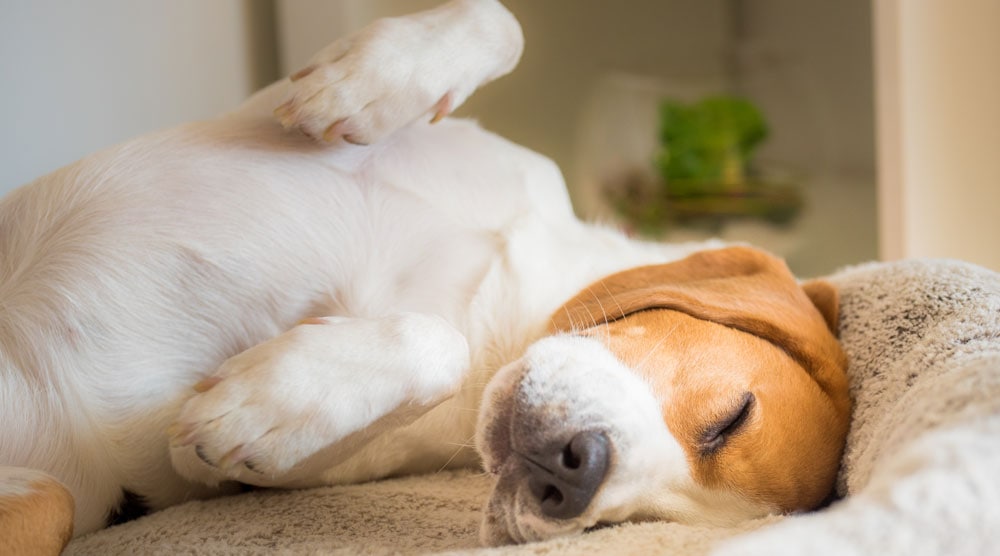 A dog in a strange sleeping position