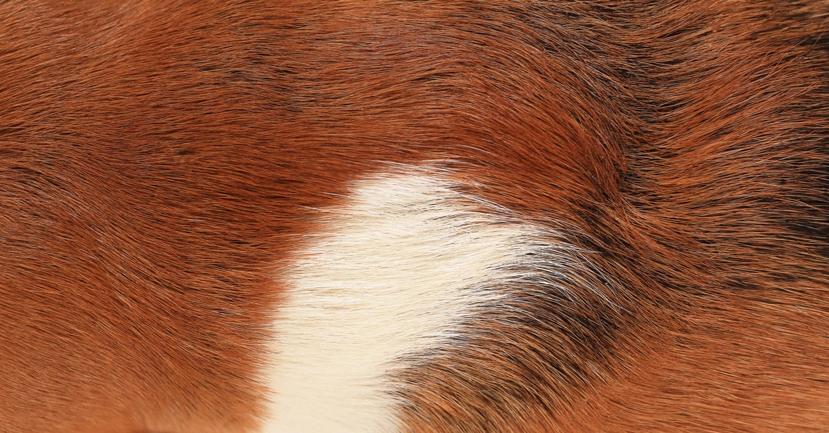 Dog's Fur Changing Color in Spots? 10 Potential Reasons
