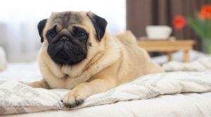 Dog Limps After Sleeping? 5 Possible Causes
