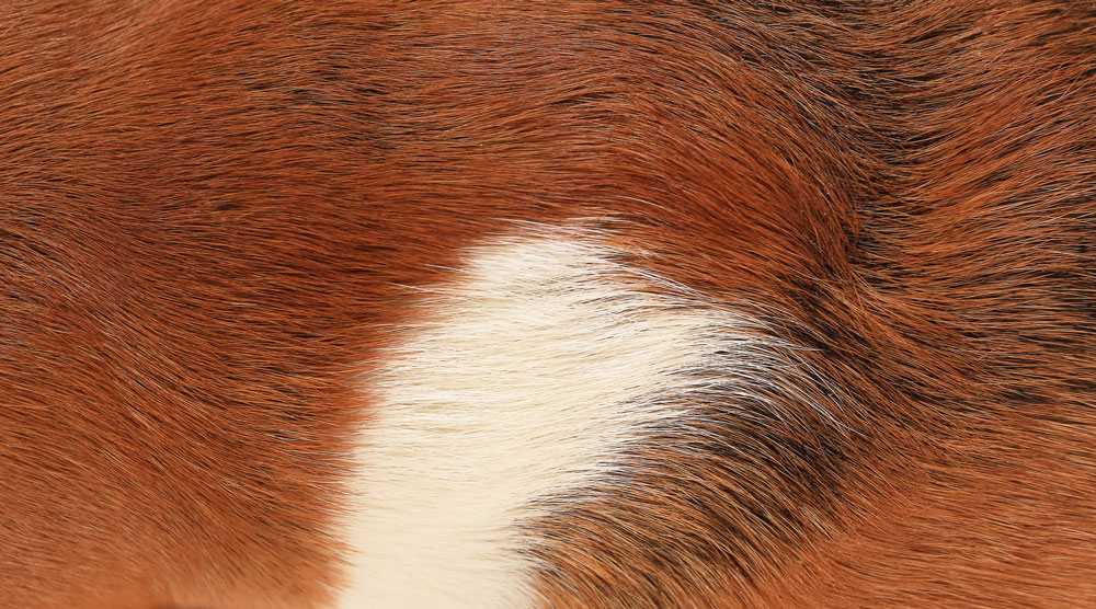 Dog's Fur Changing Color in Spots? 10 Potential Reasons