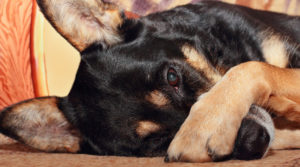 Why Do Dogs Cover Their Nose When They Sleep?