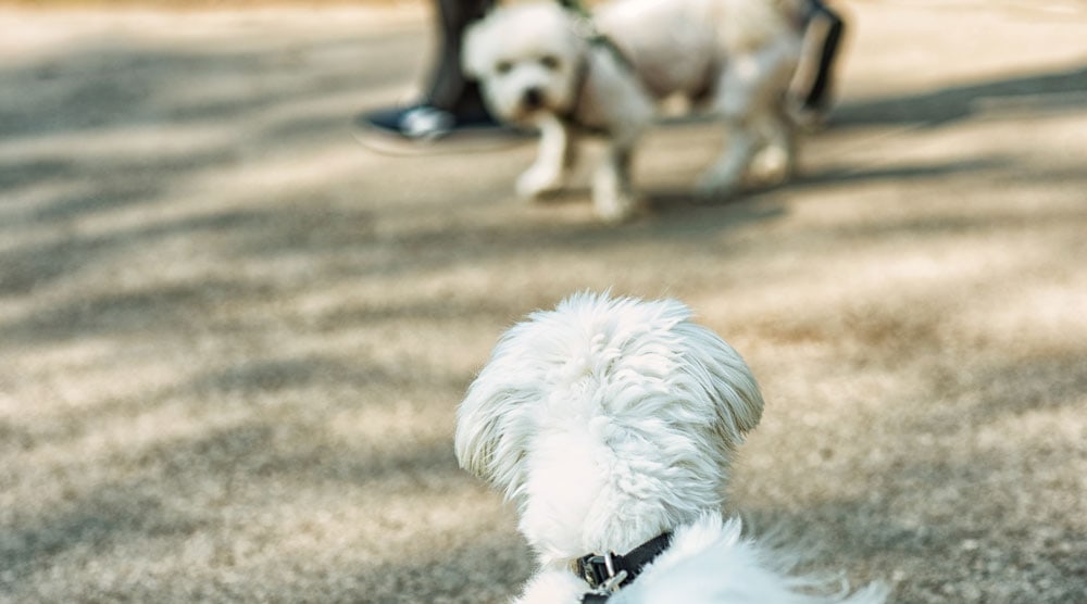 Why Does My Dog Whine When He Sees Other Dogs?