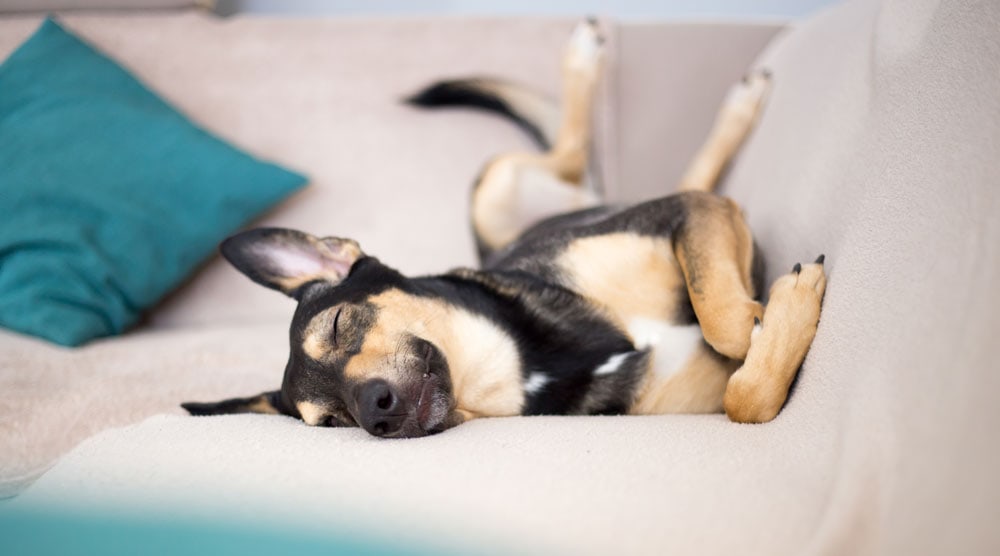 Why Is My Dog Kicking His Back Legs While Sleeping?