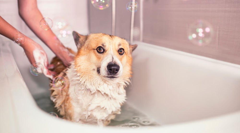 Dog Shivering After a Bath? Why Dogs Shake and How to Help