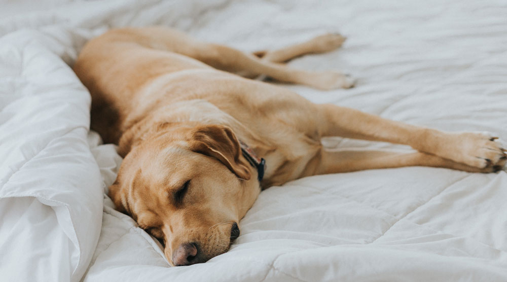 A yellow lab sleeping