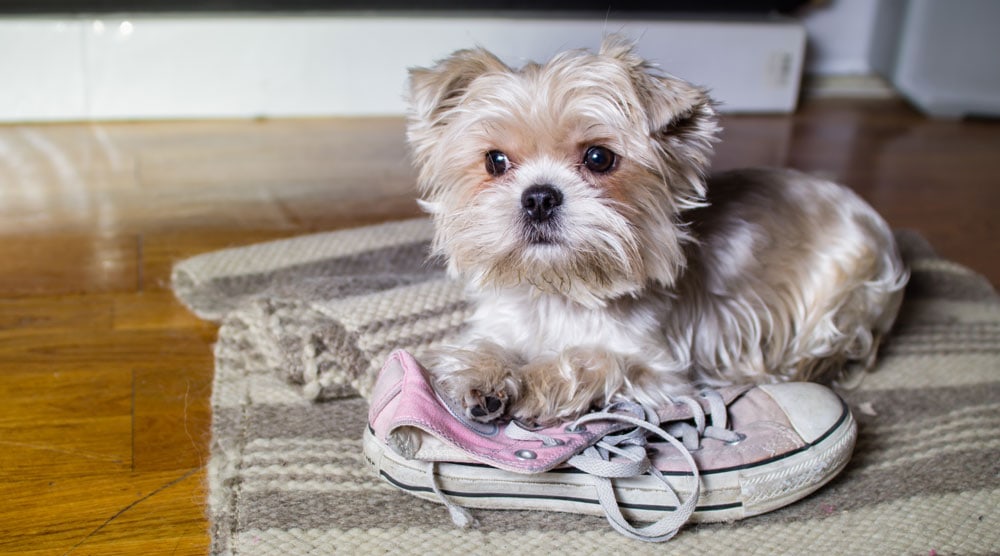 A dog with old shoes