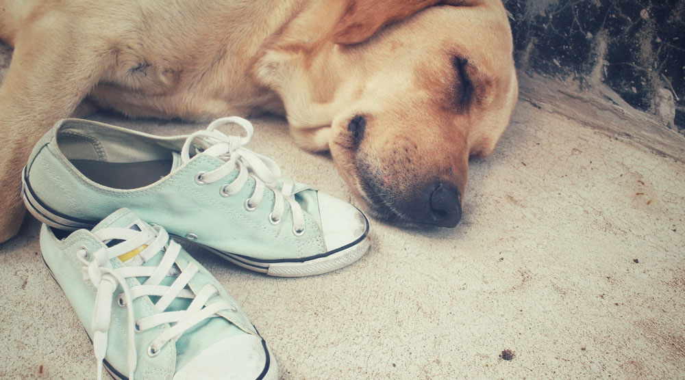 A dog sleeping with shoes