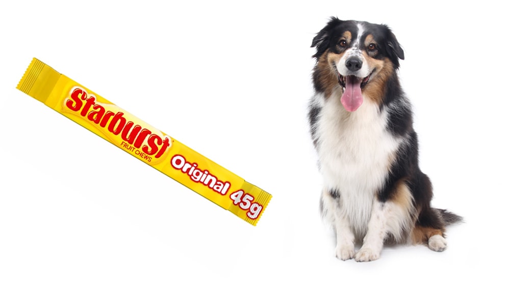 Can Dogs Eat Starburst? [Quick Answer]