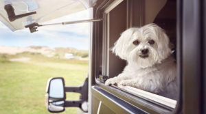 13 Tips for Safely RVing With Your Dog