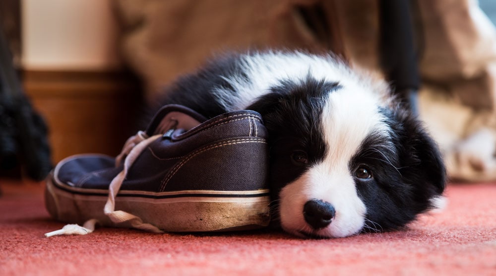 Why Do Dogs Like Shoes and Socks?