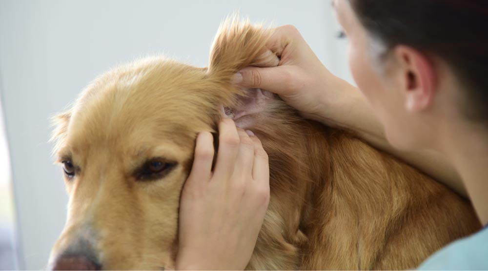Vet examining a dog’s ear