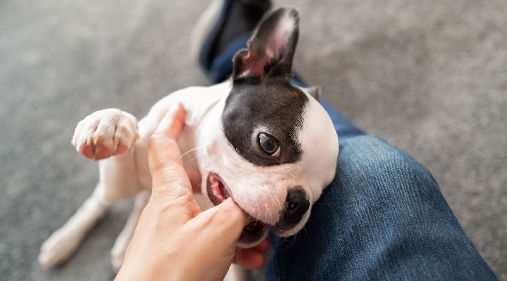 A puppy biting a human finger