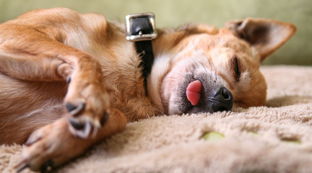 Dog sleeping on rug