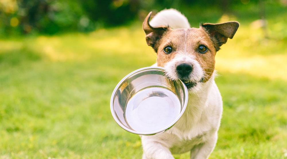 Should You Feed A Dog Before Or After A Walk? Risks & Advice
