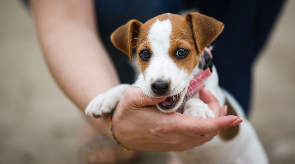 7 Puppy Biting Training Mistakes