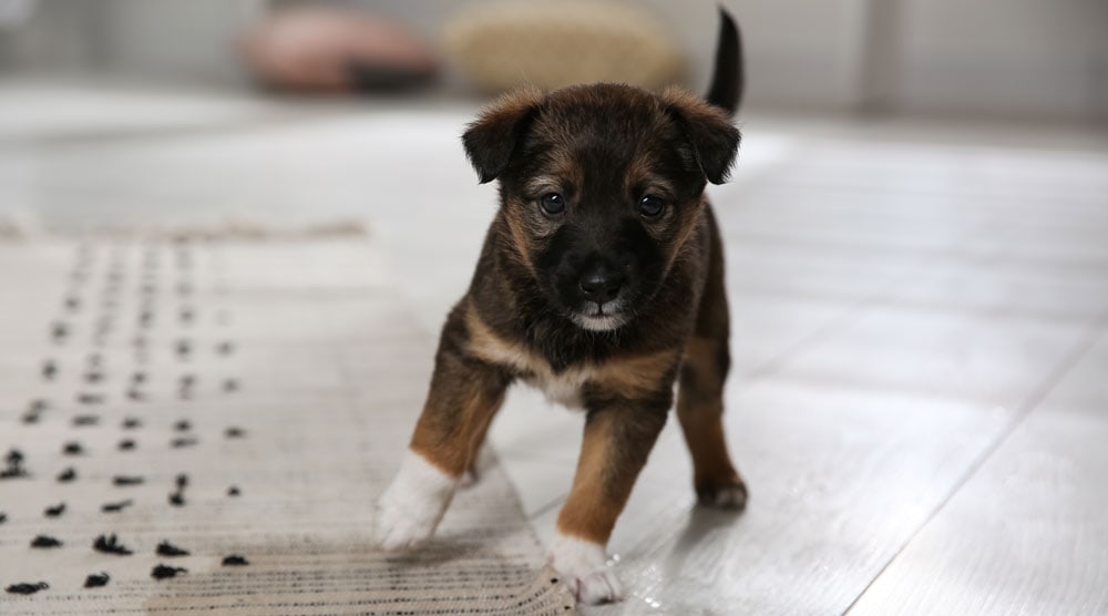 Puppy Potty Training Regression: Why It Happens & How To Fix