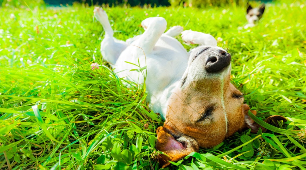 why do dogs like to sunbathe