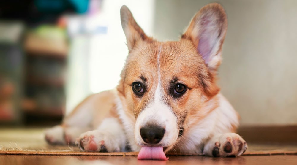 Why is my dog licking the floor