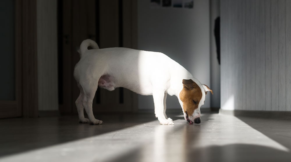 A Jack Russell licking a wood floor
