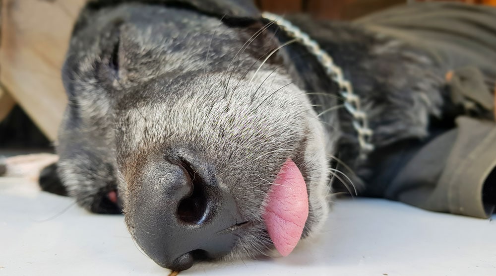 Senior dog sleeping with tongue out