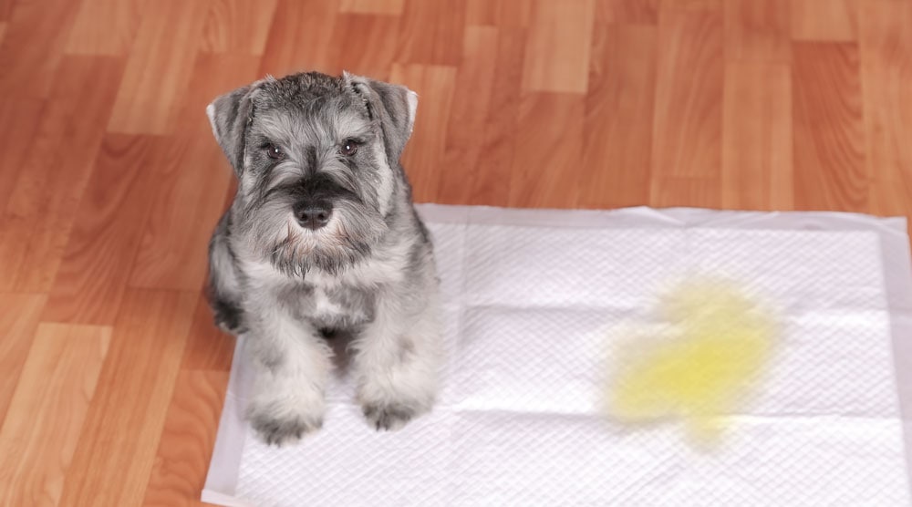 A potty training pad