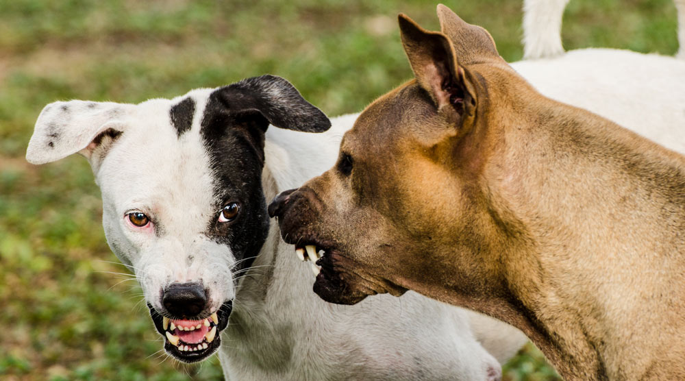 Dogs fighting