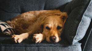 Do Dogs Sleep Better In The Dark? (Including Puppies)