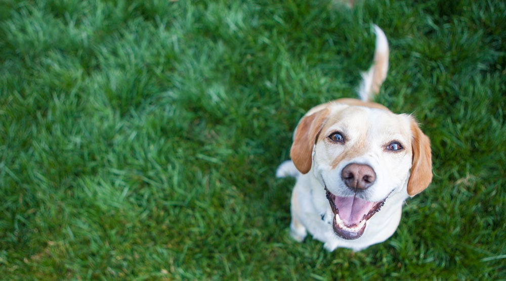 12 Reasons for a Dog's Front Leg Shaking When Sitting