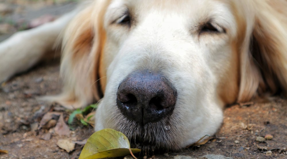 Dog Runny Nose: What Causes Nasal Discharge and Congestion?