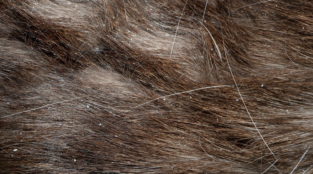 How To Get Rid Of Dog Dandruff